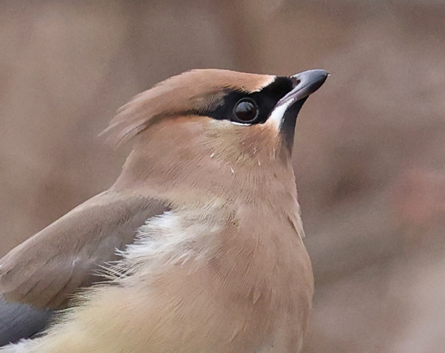 Cedar Waxwing