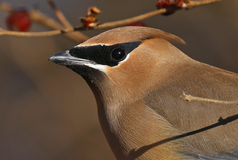 Cedar Waxwing