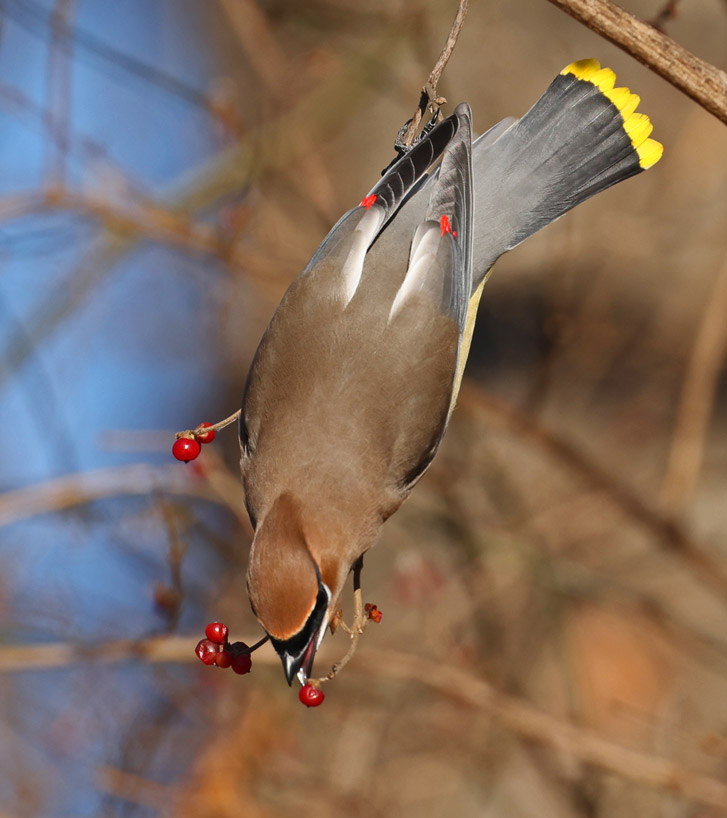 Cedar Waxwing
