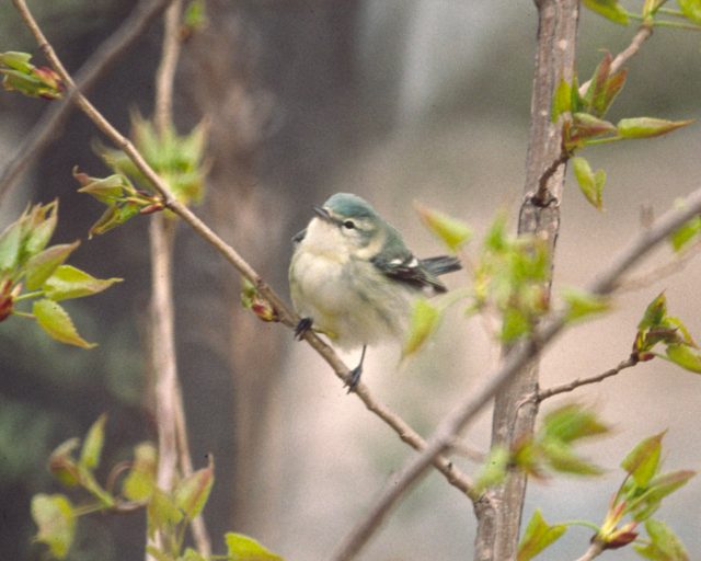 Cerulean Warbler (female)