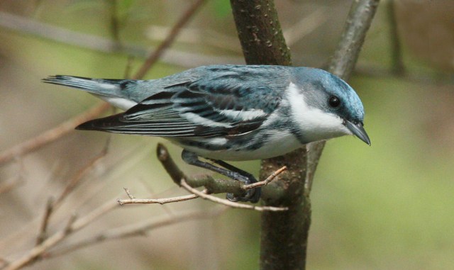 Cerulean Warbler photo #5