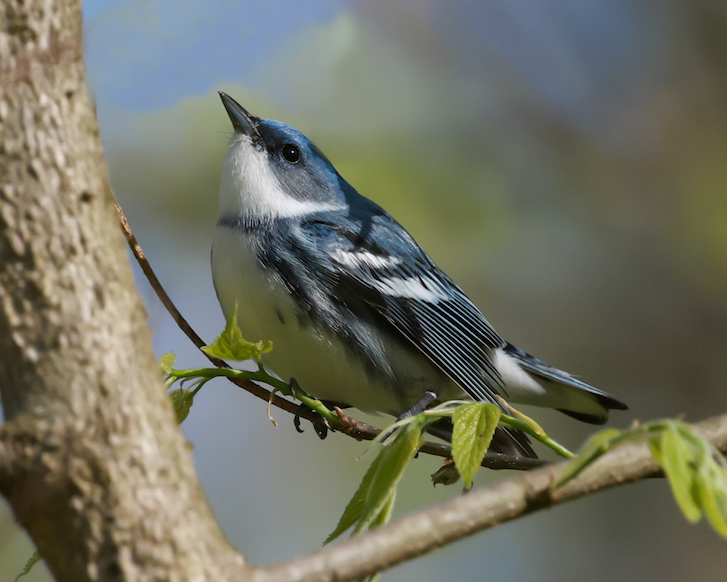 Cerulean Warbler photo #4