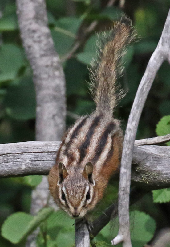 Townsend's Chipmunk