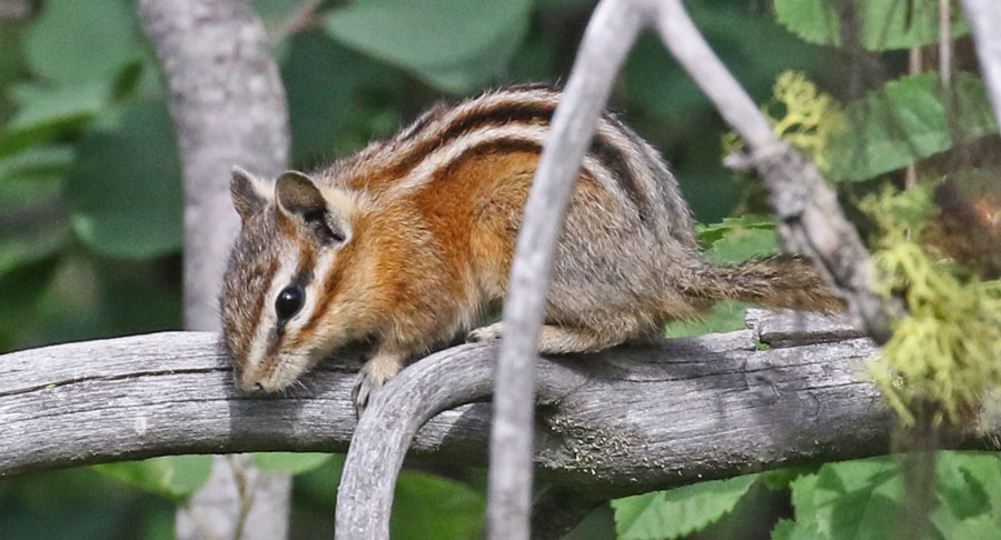 Townsend's Chipmunk