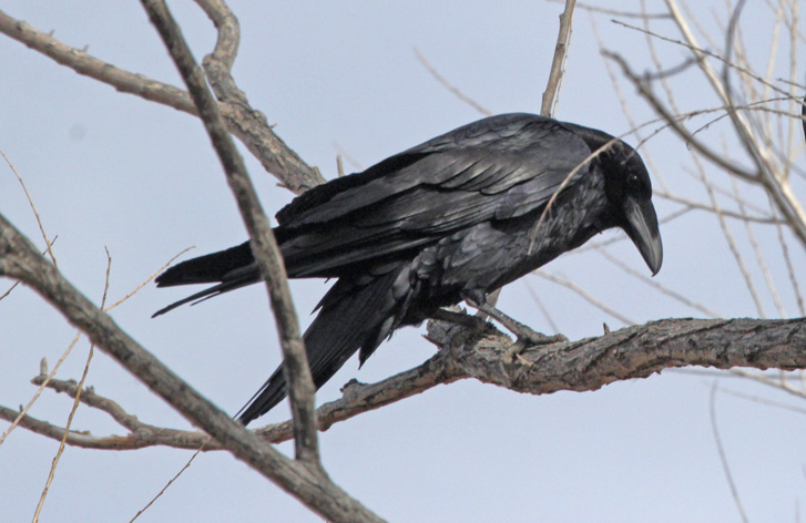 Chihuahuan Raven