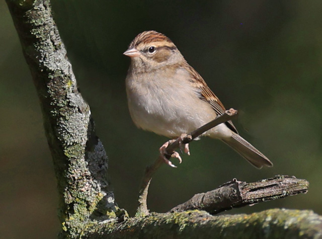 Chipping Sparrow (nonbreeding adult)