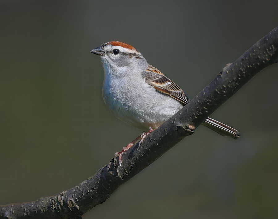 Chipping Sparrow