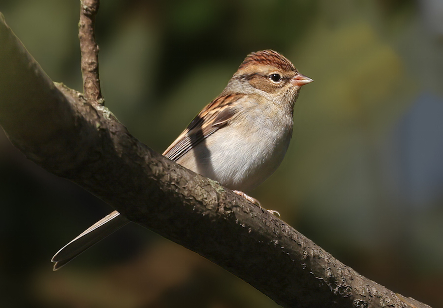 Chipping Sparrow (nonbreeding adult)