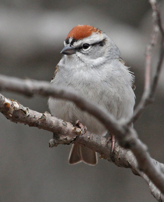 Chipping Sparrow Photo 6