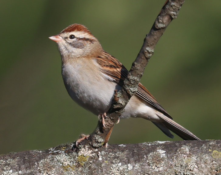 Chipping Sparrow (nonbreeding adult)
