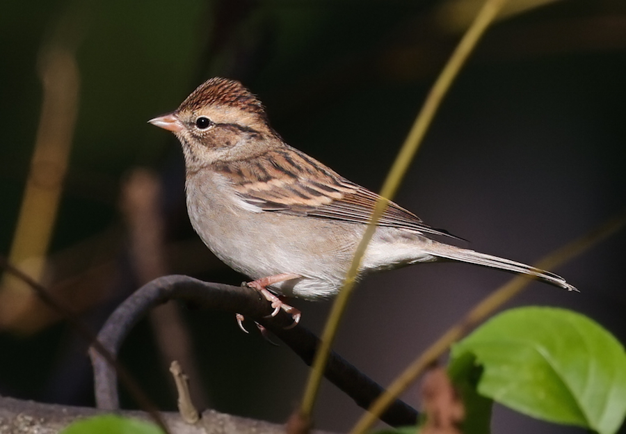 Chipping Sparrow (nonbreeding adult)