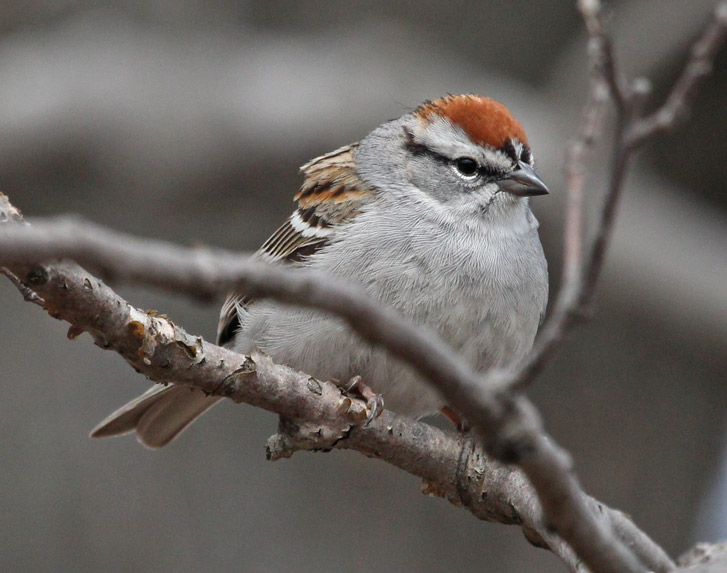 Chipping Sparrow Photo 1