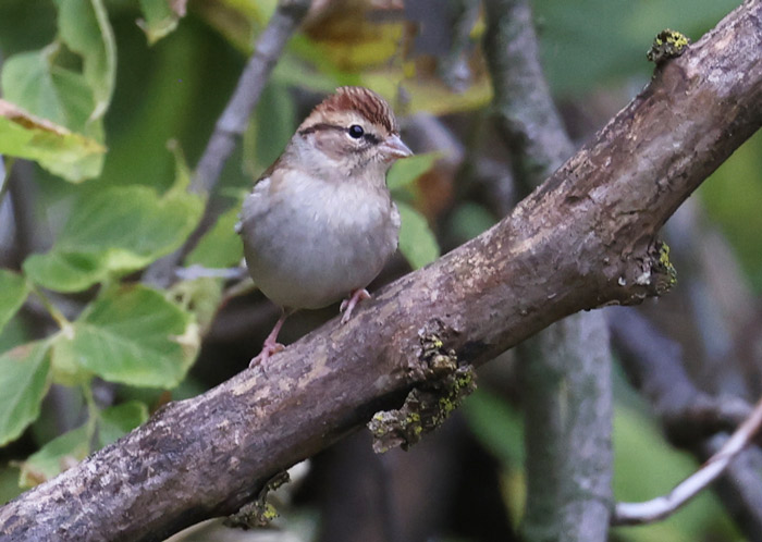 Chipping Sparrow (nonbreeding adult)
