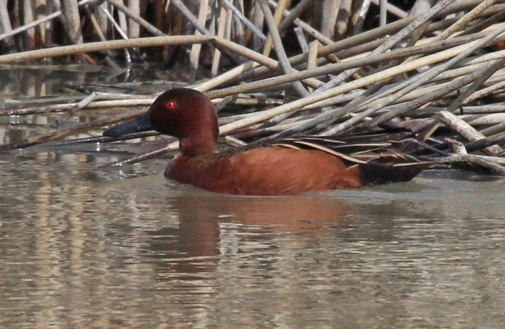 Cinnamon Teal