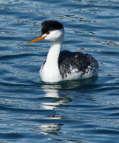 Clark's Grebe photo #3