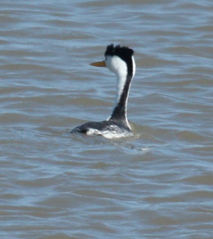 Clark's Grebe photo #4