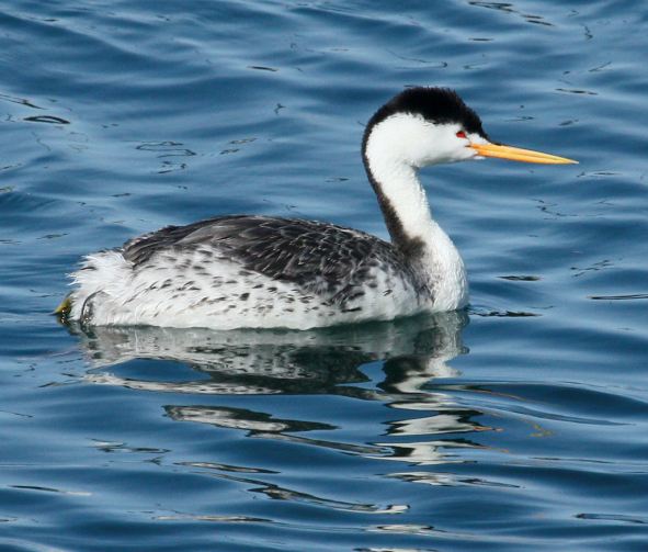 Clark's Grebe photo #2
