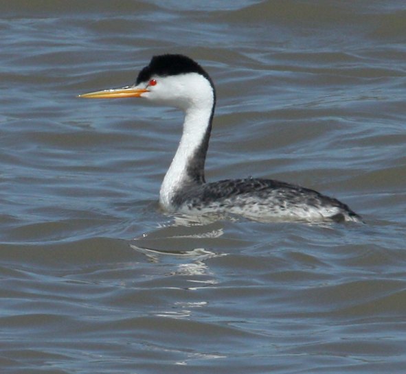 Clark's Grebe photo #1