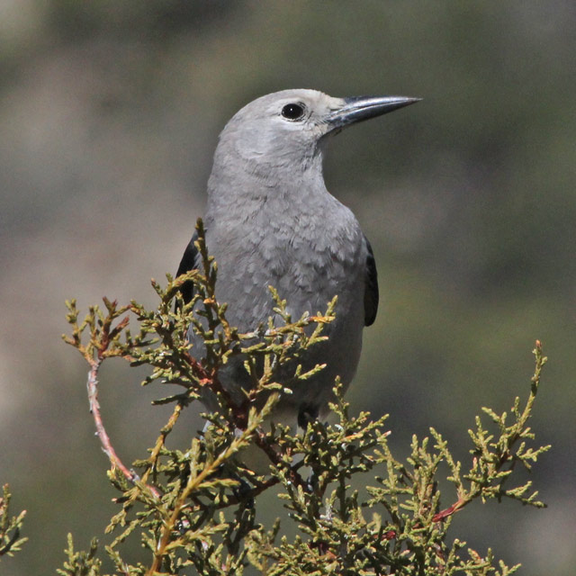 Clark's Nutcracker