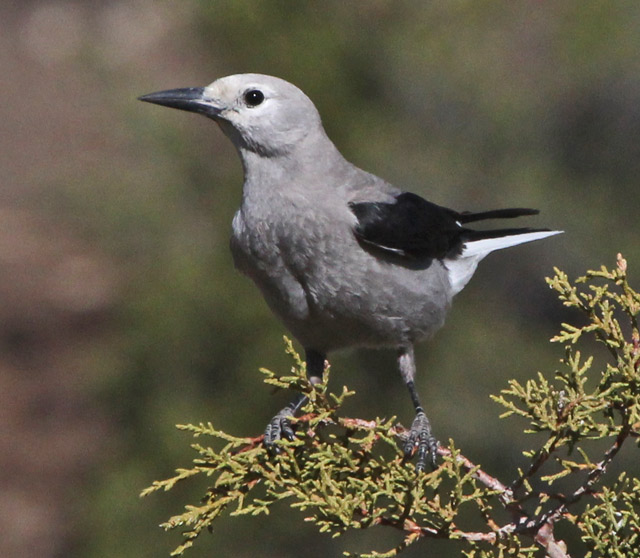 Clark's Nutcracker