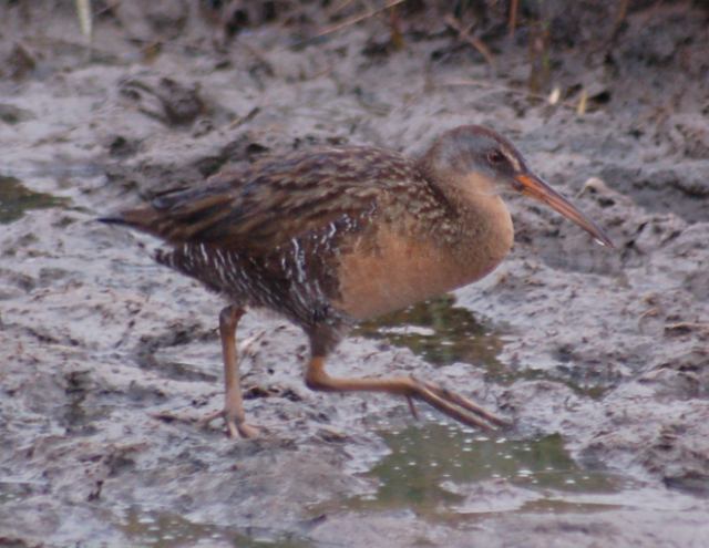 Clapper Rail