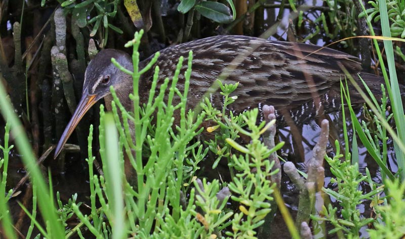 Clapper Rail
