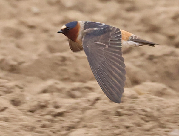 Cliff Swallow (in flight)