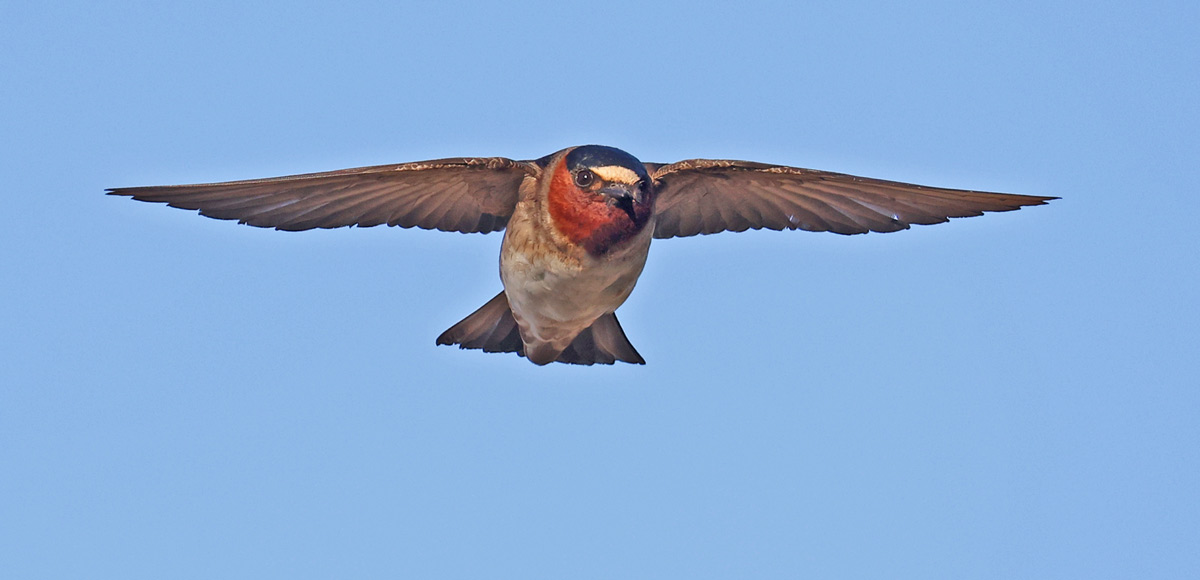 Cliff Swallow (in flight)