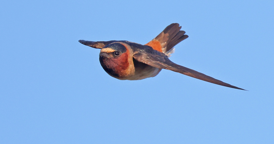 Cliff Swallow (in flight)