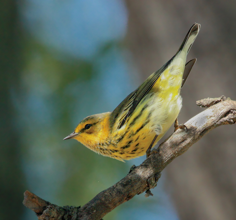 Cape May Warbler (fall adult male)