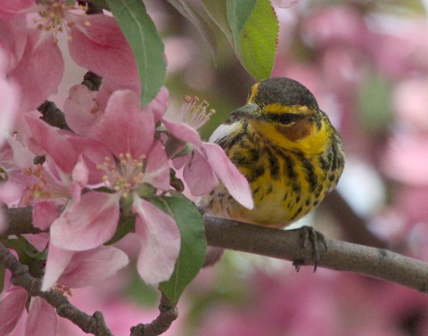 Cape May Warbler (spring male)