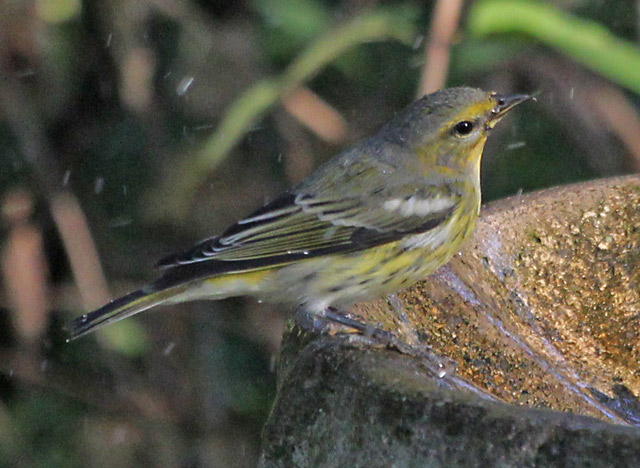 Cape May Warbler (1st fall male) photo 2