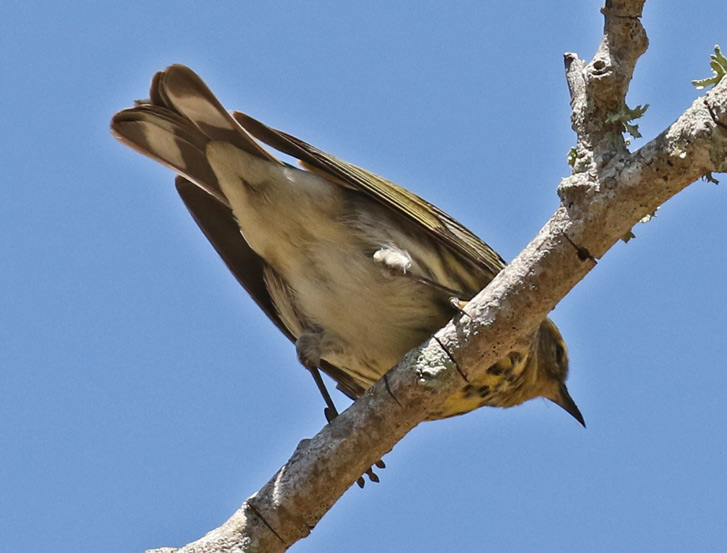 Cape May Warbler (female) photo #4