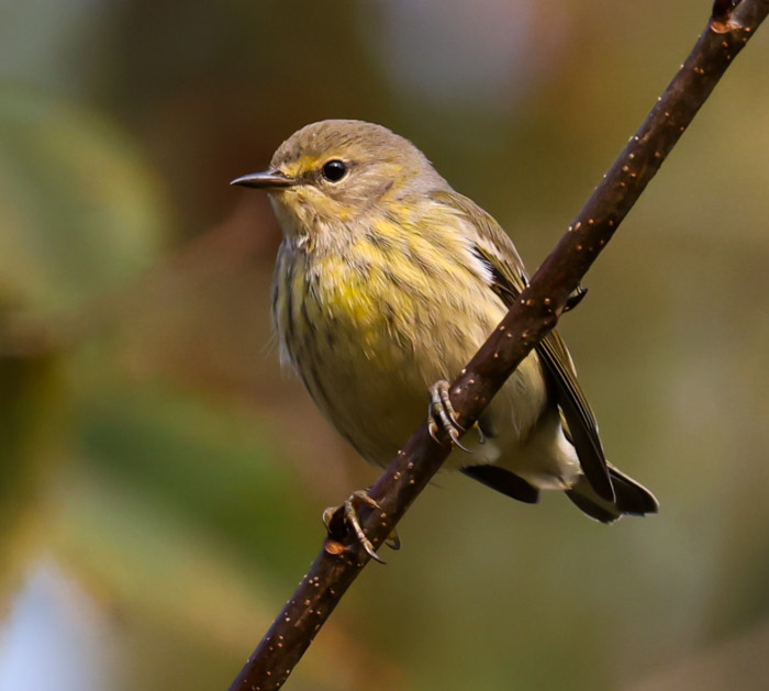Cape May Warbler (fall adult female)