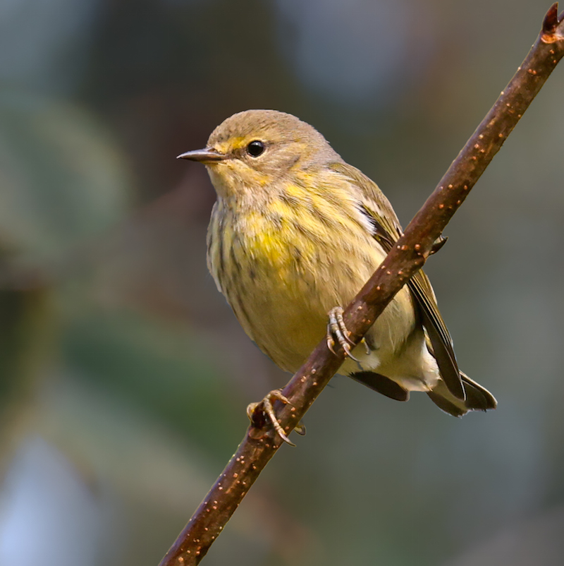 Cape May Warbler (fall adult female)