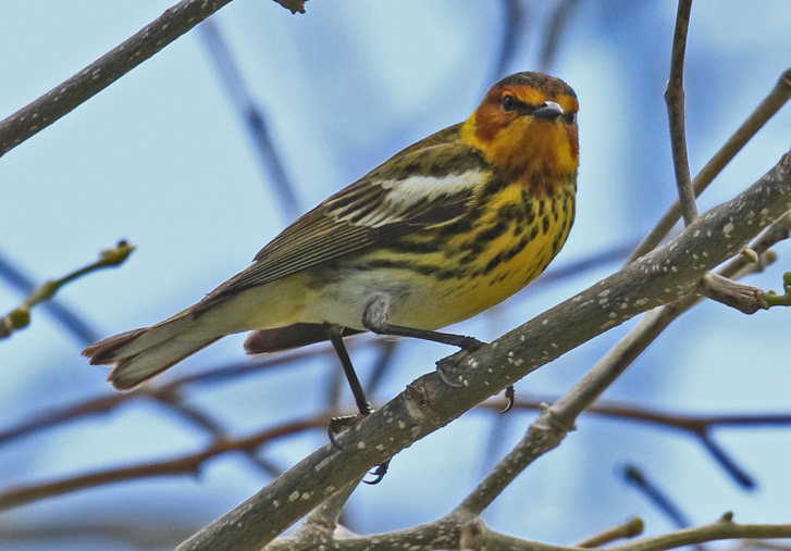 Cape May Warbler (spring male)