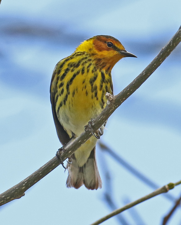 Cape May Warbler (spring male)