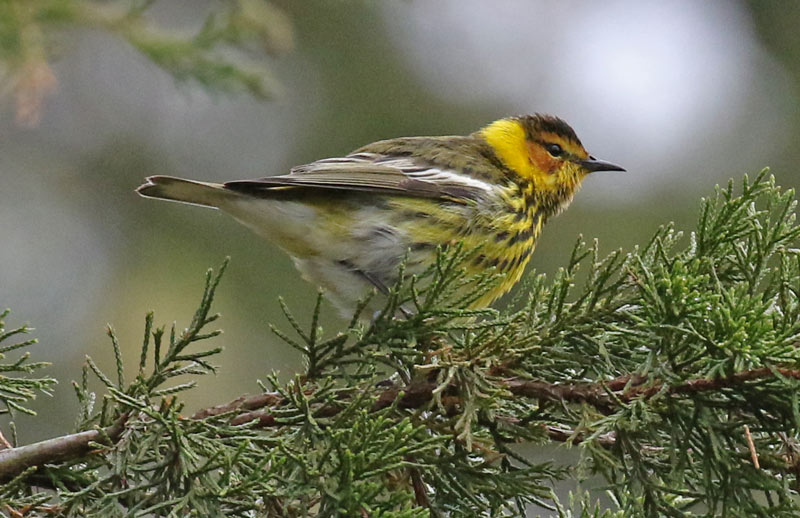 Cape May Warbler (spring male)