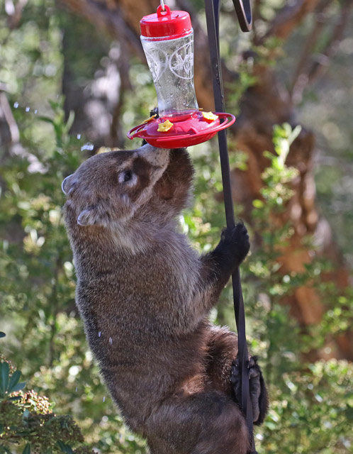 White-nosed Coati