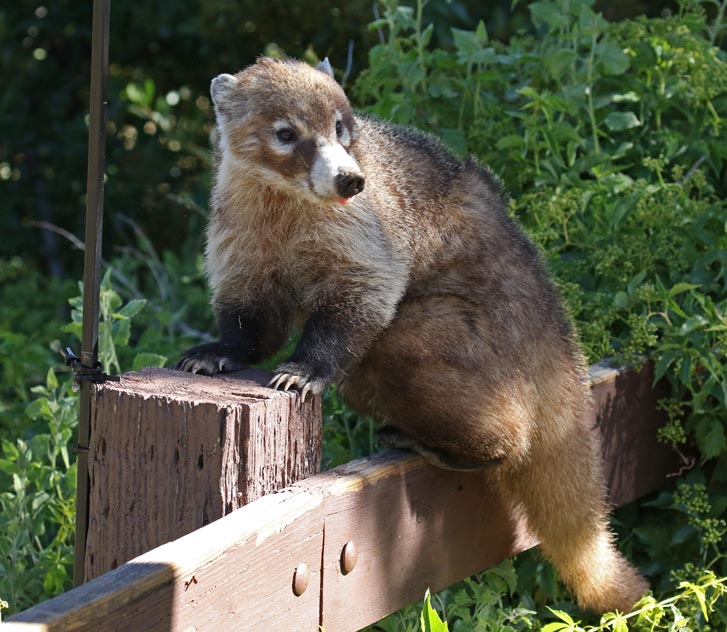 White-nosed Coati
