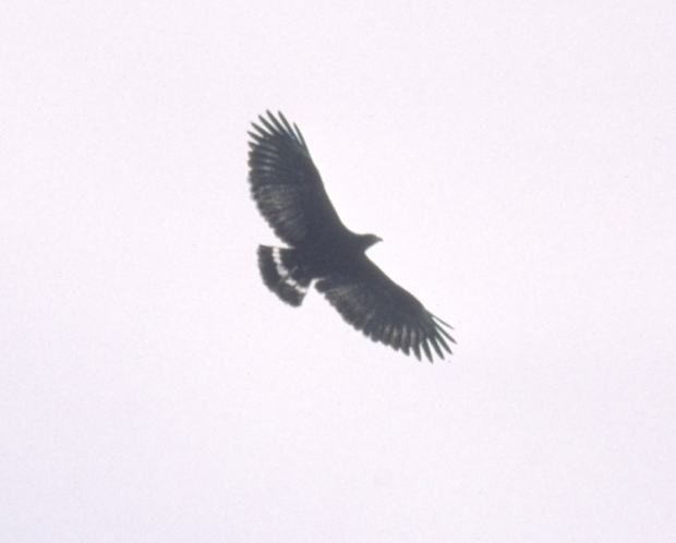 Common Black-Hawk