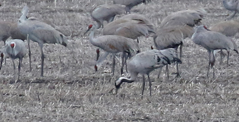Common Crane