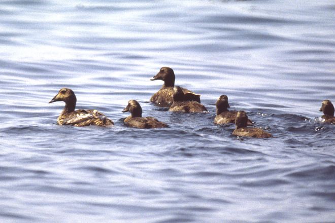 Common Eider (female with young)