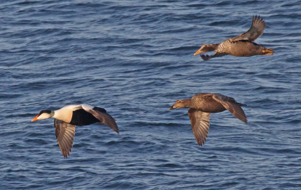 Common Eider