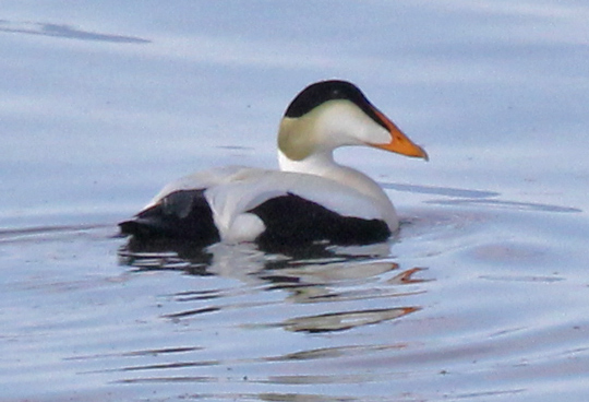Common Eider