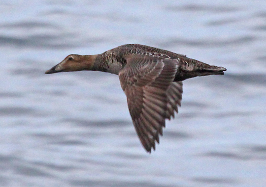 Common Eider