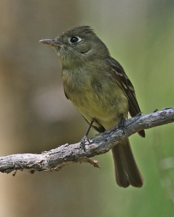 Cordilleran Flycatcher