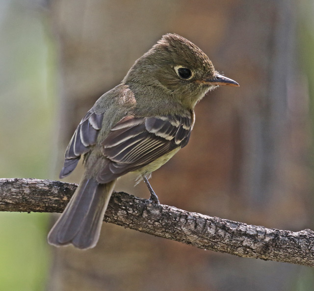 Cordilleran Flycatcher