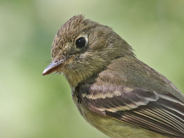 Cordilleran Flycatcher