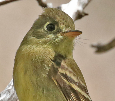 Cordilleran Flycatcher